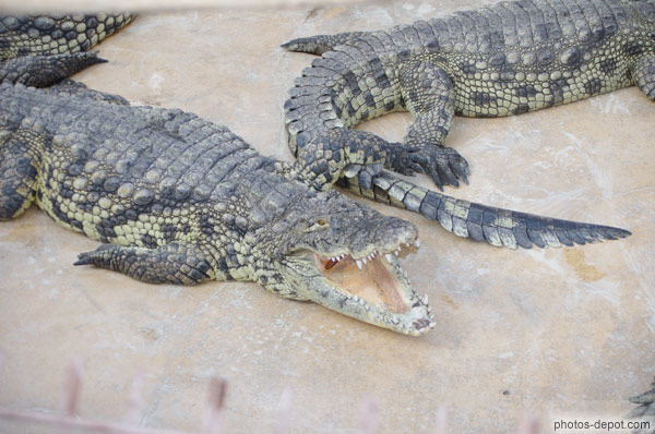 photo de crocodile gueule ouverte