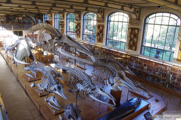 photo de squelettes de baleines et mammifères marins