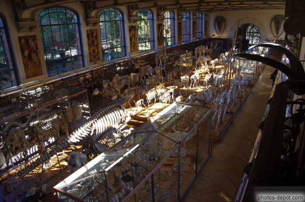 photo de squelettes du musée