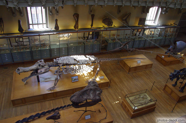 photo de crocodile géant squeltte fossile