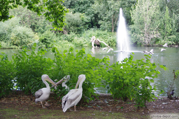 photo de Pélicans à St James park