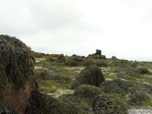 photo d'algues sur rochers