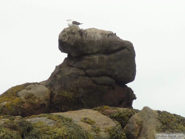 photo de mouette sur rocher