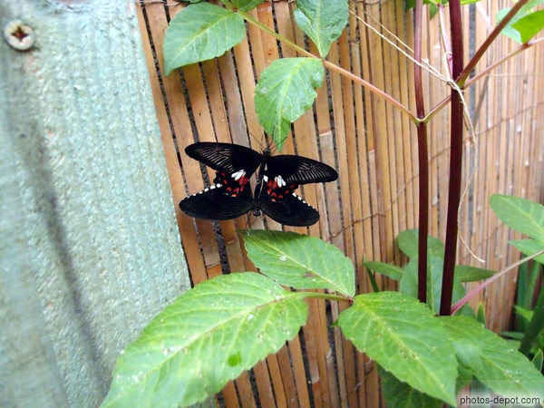 photo d'accouplement de papillon