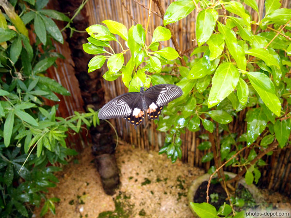 photo de Papilio lowi, papillon IndonÃ©sie