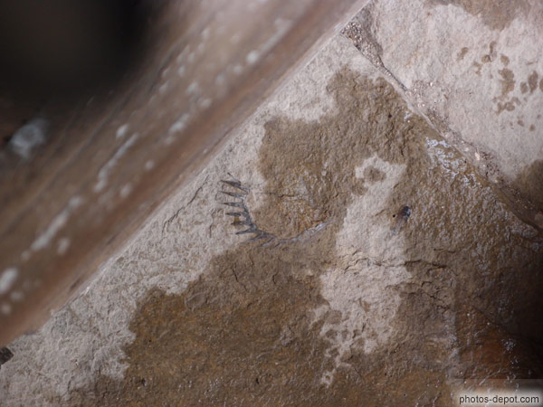 photo de fossiles dans les dalles