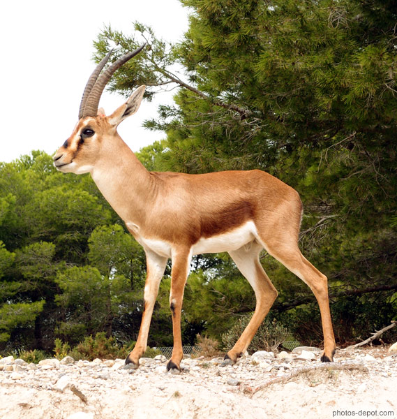 photo d'Antilope