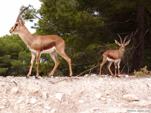 photo d'Antilopes