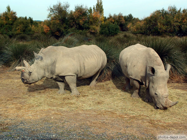 photo de Deux rhinocéros