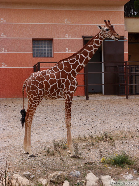 photo d'hauteur de girafe