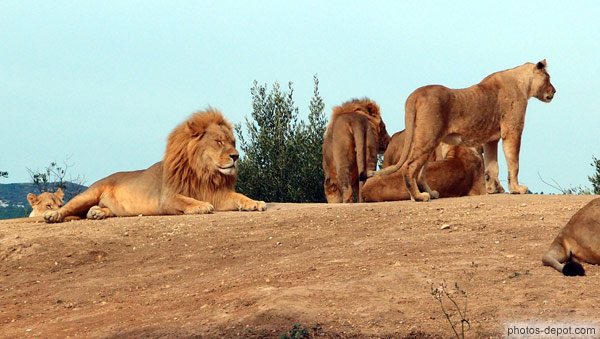 photo de Sieste des lions