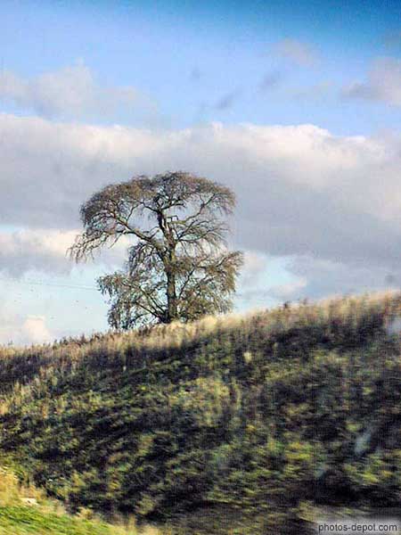 photo d'arbre seul