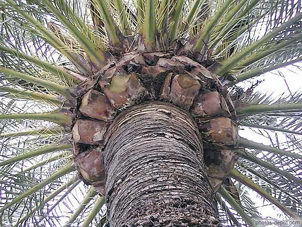 photo de tronc et branches de palmier