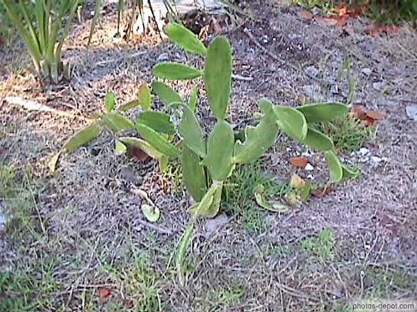 photo de petit cactus