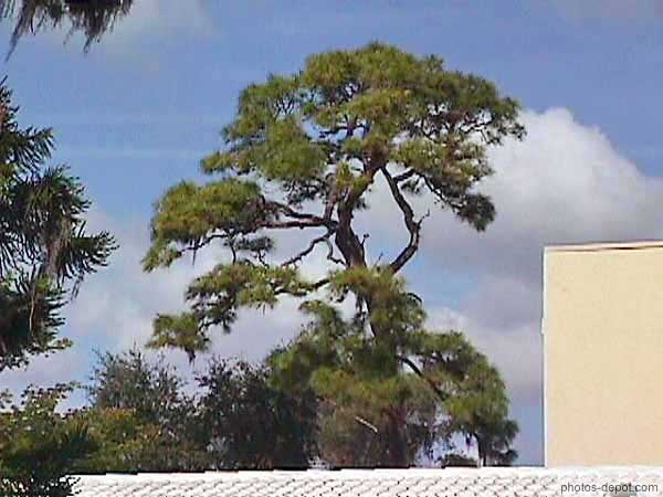 photo d'arbre sinueux