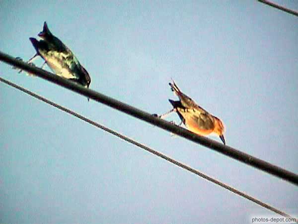 photo d'oiseaux sur fils électriques