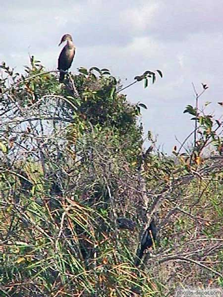 photo d'oiseau sur un gumbo limbo dans la mangrove