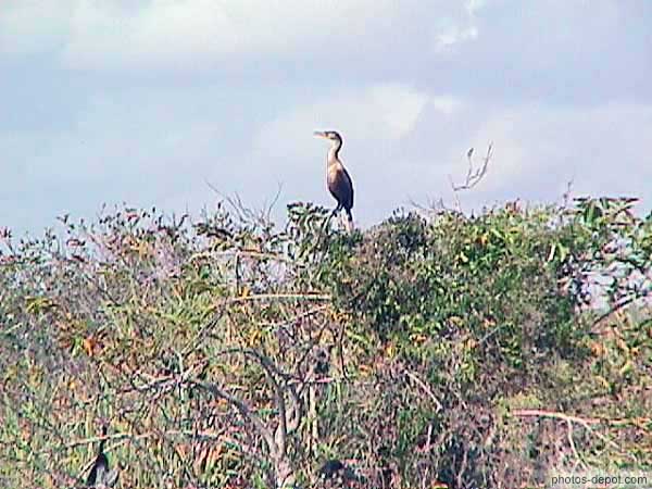 photo d'oiseau surplombant les marais