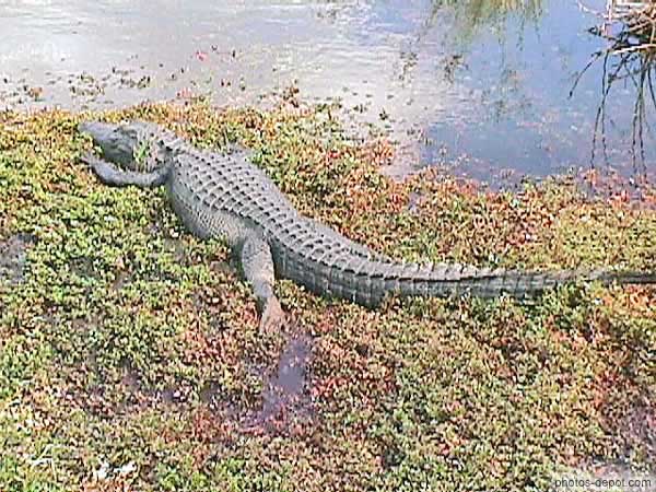 photo d'Alligator Américain