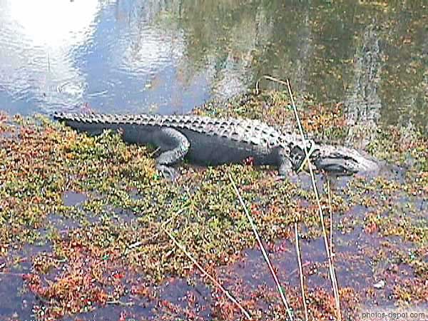 photo d'Alligator la tête dans l'eau