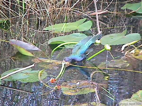 photo d'oiseau bleu dans les marais