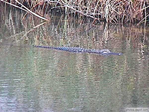 photo de crocodile au fil de l'eau