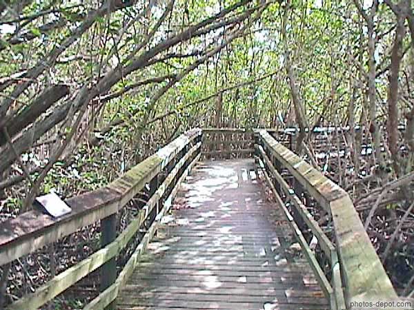 photo de chemin de planches dans la mangrove envahissante