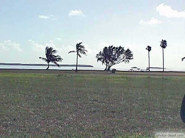photo de palmiers à Flamingo
