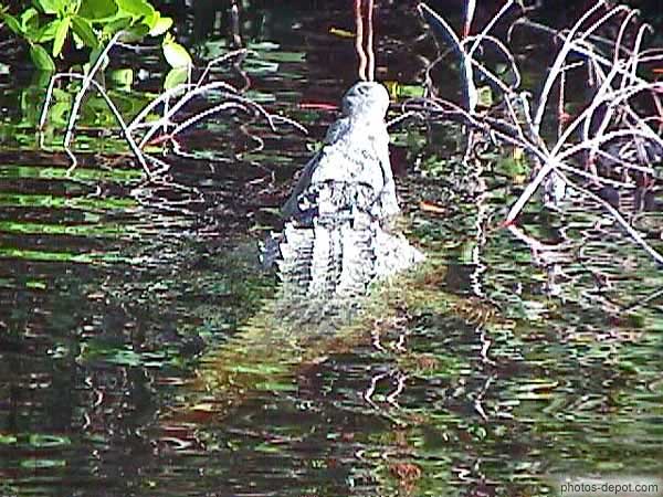 photo de tête de crocodile sortant de l'eau