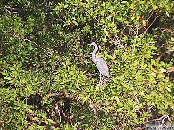photo de échassier dans la mangrove