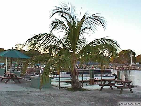 photo de large palmier sur le quai