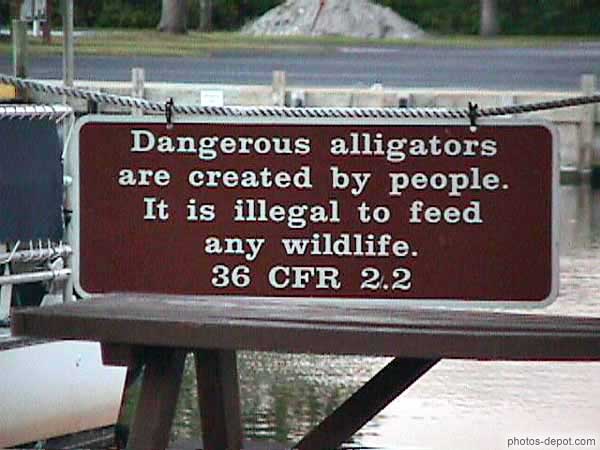 photo de dangerous alligators are created by people