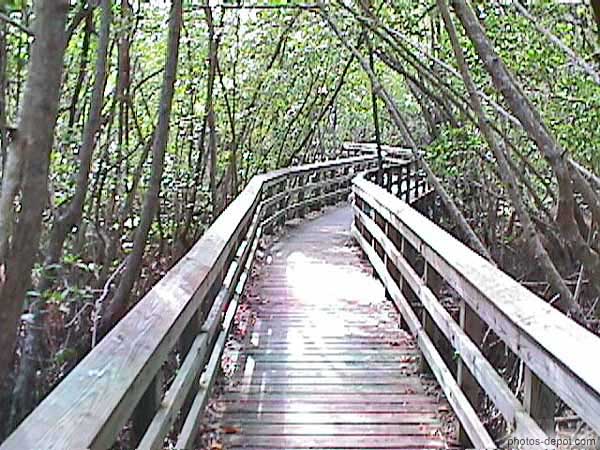 photo de promenade de planches dans la mangrove envahissante