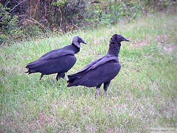 photo de vautours noirs