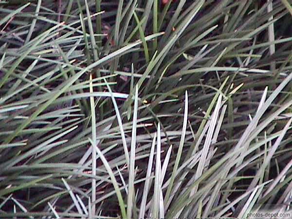 photo d'herbe des marais
