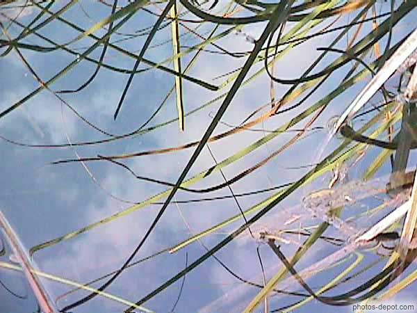 photo d'herbes des marais