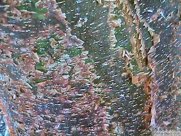 photo de tronc de Gumbo Limbo : gommiers rouges (arbres touristes) dont l'écorce rouge pèle