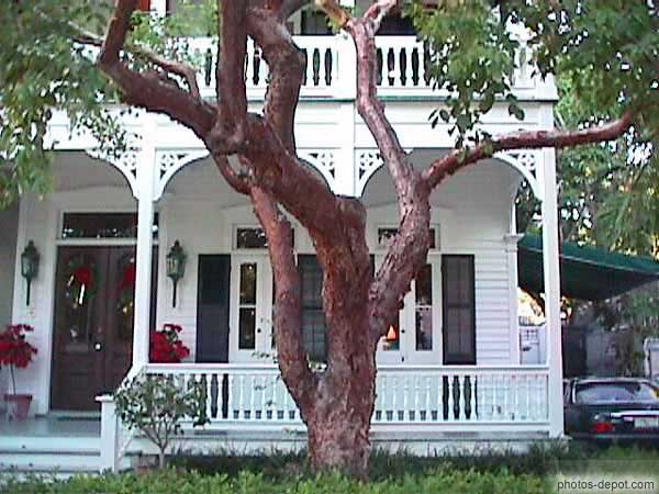 photo d'arbre tortueux devant maison coloniale