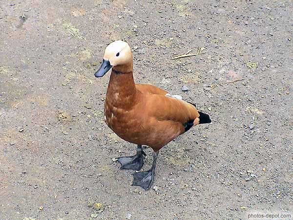 photo de canard marron