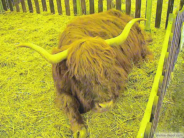 photo de vache d'Ecosse à poils longs