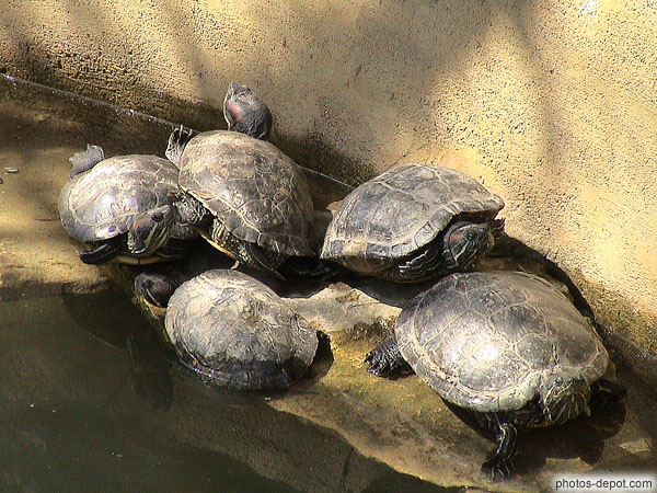 photo de tortues à oreilles rouges (Floride)