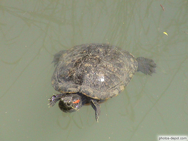 photo de tortue à oreilles rouges nageant