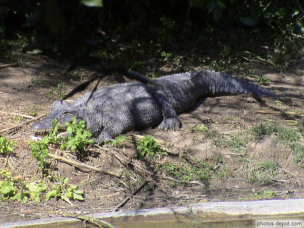 photo d'Alligator