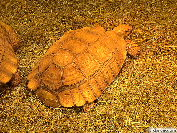 photo de grosse tortue sillonée d'Afrique