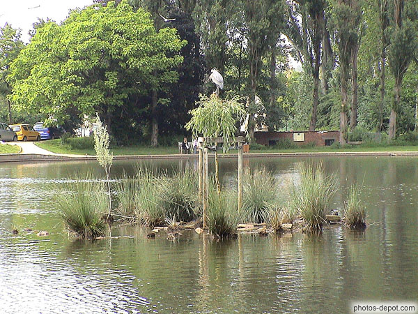photo d'héron sur l'étang