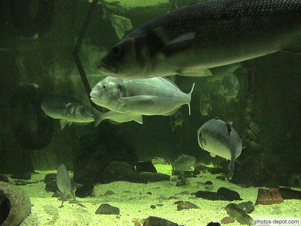 photo de poissons en aquarium