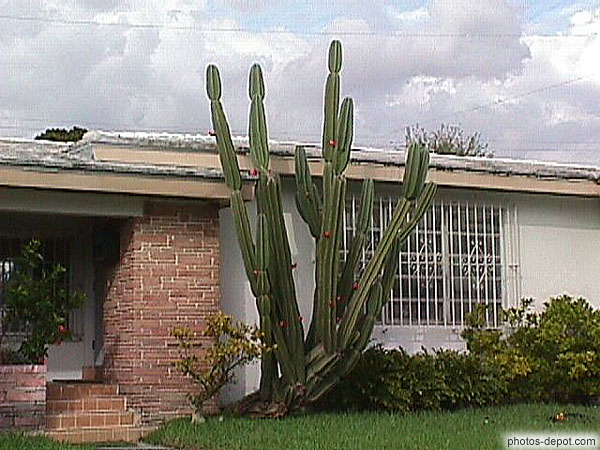 photo de Cactus devant maison