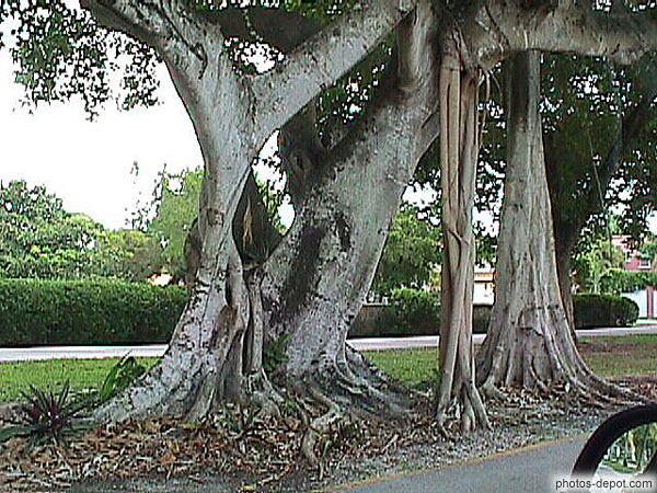photo d'arbre au tronc sinueux
