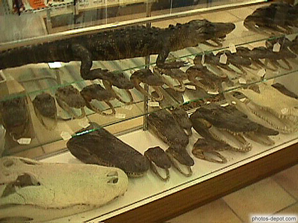 photo de machoires d'alligators en vitrine