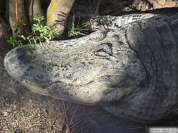 photo de tête de crocodile